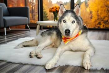 Rescue Siberian Husky Dogs for Adoption in Casselberry, Florida - Blue | PetCurious