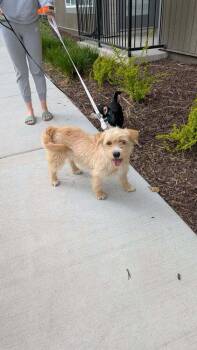 Cairn Terrier and Norfolk Terrier Dogs Available for Adoption in Parker, Colorado - Dolly Parton | PetCurious