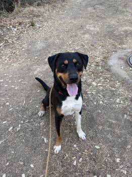 Bubba -  Hound Dog for Adoption in Sonora, California - Bubba | PetCurious