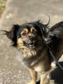 Crumpet -  Pomeranian Dog for Adoption in Wayne, New Jersey - Crumpet | PetCurious