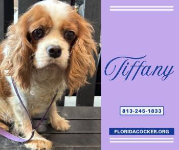 Cavalier King Charles Spaniel Dogs Available for Adoption in Land O