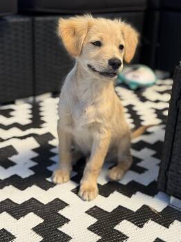 Rescue Golden Retriever and Pug Dogs for Adoption in Torrance, California - Splash | PetCurious