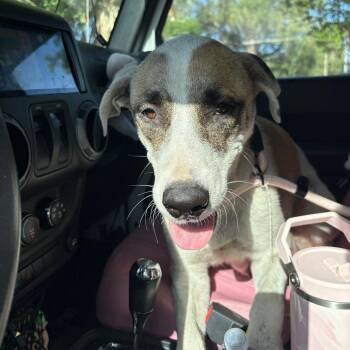 Pam -  Anatolian Shepherd Dog for Adoption in Tampa, Florida - Pam | PetCurious