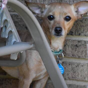 Chihuahua Dogs Available for Adoption in Glenelg, Maryland - Jasmine - Bonded With Eli | PetCurious
