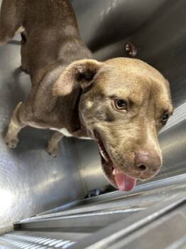 Rescue American Staffordshire Terrier and Mixed Breed Dogs for Adoption in Fort Worth, Texas - 59732188 | PetCurious