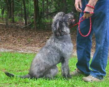 Tommy -  Schnauzer and Poodle Dog for Adoption in Willingboro, New Jersey - Tommy | PetCurious