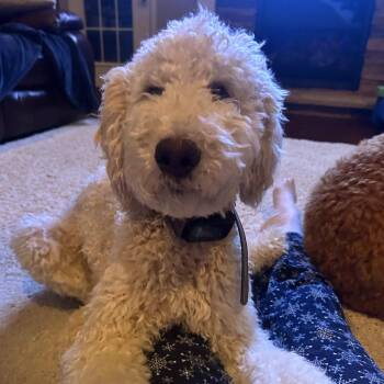 Pickles #6960 -  Goldendoodle and Labradoodle Dog for Adoption in Louisville, Kentucky - Pickles #6960 | PetCurious