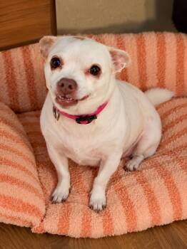 Lulu -  Chihuahua Dog for Adoption in Douglas, Georgia - Lulu | PetCurious
