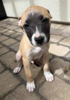 LATRICE ROYALE* -  Pit Bull Terrier and Mixed Breed Dog for Adoption in Santa Cruz, California - LATRICE ROYALE* | PetCurious