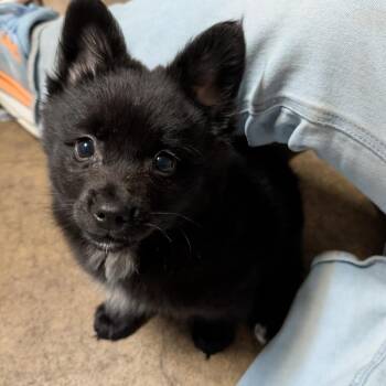 Harvey Milk -  Mixed Breed Dog for Adoption in Dekalb, Illinois - Harvey Milk | PetCurious