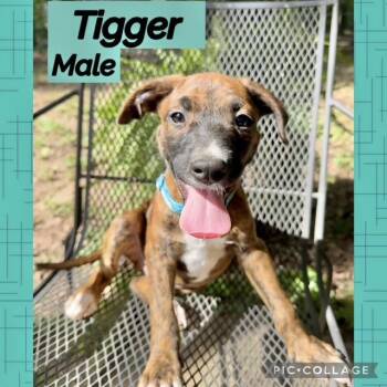 Tigger -  Hound Dog for Adoption in Manchester, Connecticut - Tigger | PetCurious