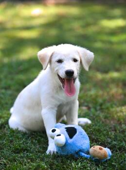 Oliver -  Great Pyrenees and Yellow Labrador Retriever Dog for Adoption in Falmouth, Maine - Oliver | PetCurious