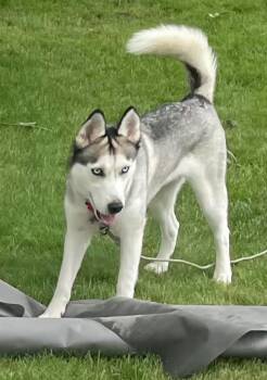 Skye -  Siberian Husky and Husky Dog for Adoption in Seville, Ohio - Skye | PetCurious