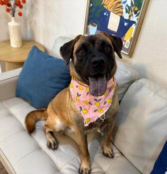 Amber Rose Couch Cuddling Cutie -  German Shepherd Dog and Chow Chow Dog for Adoption in Friendswood, Texas - Amber Rose Couch Cuddling Cutie | PetCurious