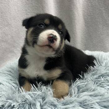 Boone Lee -  Shepherd and Husky Dog for Adoption in Edwards, Illinois - Boone Lee | PetCurious