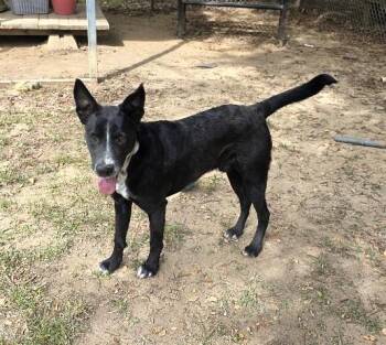 Rescue Mixed Breed Dogs for Adoption in Rossville, Tennessee - Storm | PetCurious