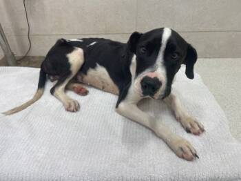 Rescue Bull Terrier and Mixed Breed Dogs for Adoption in Honolulu, Hawaii - 59773058 | PetCurious