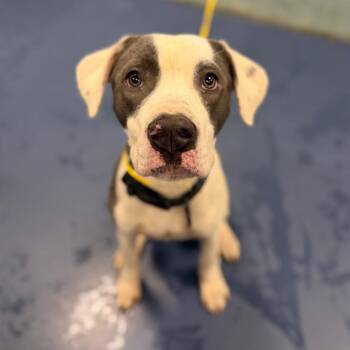 Batido -  Pit Bull Terrier and Mixed Breed Dog for Adoption in Greensboro, North Carolina - Batido | PetCurious