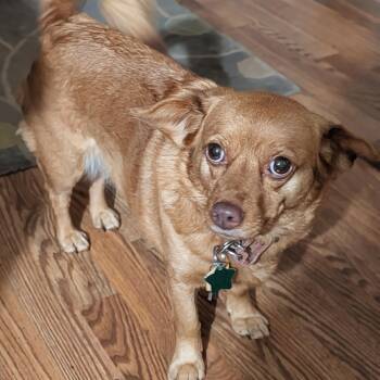 Rescue Terrier Dogs for Adoption in Wolcott, Vermont - DOBBY | PetCurious