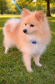 Pomeranian Dogs Available for Adoption in Grand Prairie, Texas - KOBE | PetCurious