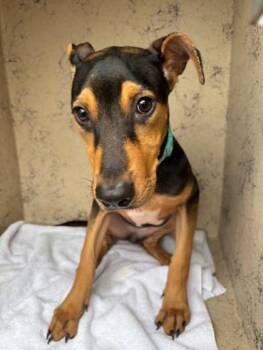 Doberman Pinscher and Mixed Breed Dogs Available for Adoption in Honolulu, Hawaii - Izzy | PetCurious