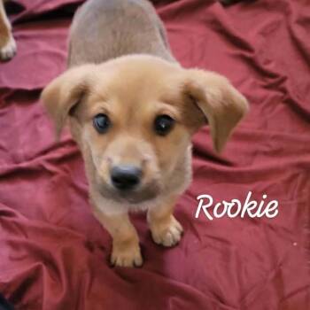Rookie -  Mixed Breed Dog for Adoption in Buchanan Dam, Texas - Rookie | PetCurious
