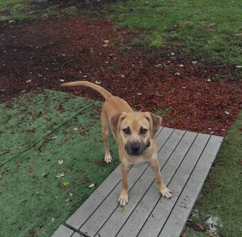 Starsky -  Boxer and German Shepherd Dog Dog for Adoption in Palos Heights, Illinois - Starsky | PetCurious