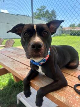 Safe in My Skin -  Pit Bull Terrier Dog for Adoption in Richmond, Virginia - Safe In My Skin | PetCurious