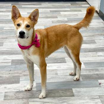 Aggripina -  Mixed Breed Dog for Adoption in Lufkin, Texas - Aggripina | PetCurious