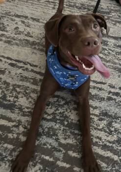 Rescue Chocolate Labrador Retriever and Pit Bull Terrier Dogs for Adoption - Fiesta | PetCurious