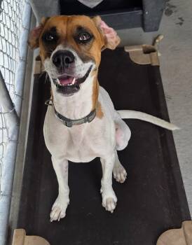 Hound Dogs Available for Adoption in North Myrtle Beach, South Carolina - Emily | PetCurious