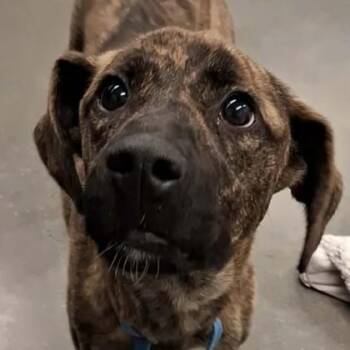 Shepherd and Mixed Breed Dogs Available for Adoption in Voorhees Township, New Jersey - Athena Grace | PetCurious