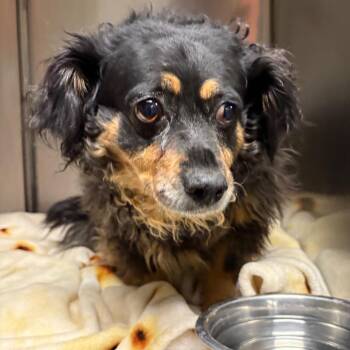 Darlene -  Chihuahua Dog for Adoption in Yuma, Arizona - Darlene | PetCurious