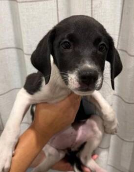 Rina -  Labrador Retriever and Mixed Breed Dog for Adoption in Morristown, New Jersey - Rina | PetCurious