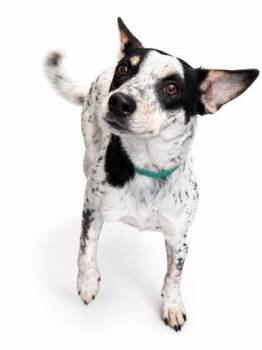 Bluey -  Terrier and Mixed Breed Dog for Adoption in Bowling Green, Kentucky - Bluey | PetCurious