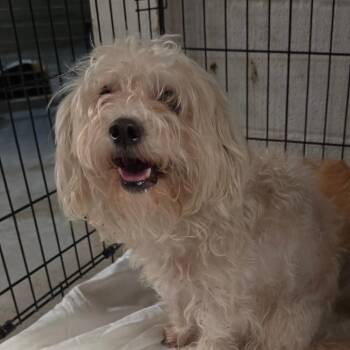 Pearl -  Mixed Breed Dog for Adoption in Leander, Texas - Pearl | PetCurious
