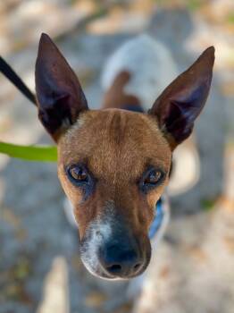 Rescue Jack Russell Terrier Dogs for Adoption in Fort Lauderdale, Florida - Ian | PetCurious