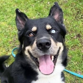 Mixed Breed Dogs Available for Adoption in Olean, New York - Keshavo | PetCurious