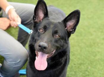 Bruce -  Mixed Breed and German Shepherd Dog Dog for Adoption - Bruce | PetCurious