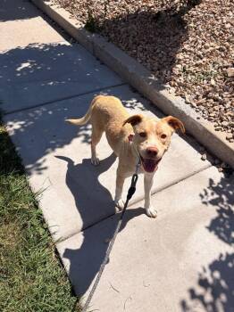 Poppy -  Pit Bull Terrier and Labrador Retriever Dog for Adoption in Heber City, Utah - Poppy | PetCurious