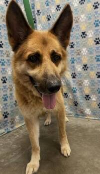 NESTLE -  German Shepherd Dog Dog for Adoption in Rosenberg, Texas - NESTLE | PetCurious