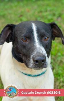 Captain Crunch -  Labrador Retriever Dog for Adoption in Mobile, Alabama - Captain Crunch | PetCurious