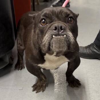 Rescue English Bulldog Dogs for Adoption in Northbrook, Illinois - Midnights | PetCurious