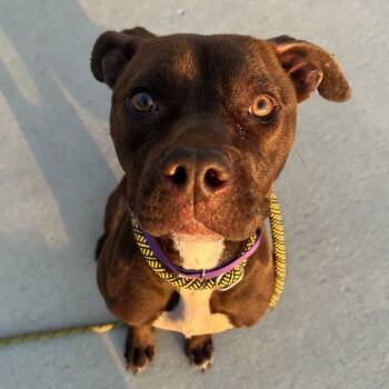 Amber -  American Staffordshire Terrier and Mixed Breed Dog for Adoption in Matteson, Illinois - Amber | PetCurious