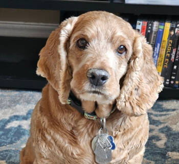 Rescue Cocker Spaniel Dogs for Adoption in Parker, Colorado - Buster N 24-23028-2 | PetCurious