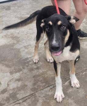 261401  Neo -  German Shepherd Dog Dog for Adoption in Wetumpka, Alabama - 261401  Neo | PetCurious