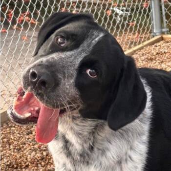 Tuxedo -  German Shorthaired Pointer and Terrier Dog for Adoption in Bloomfield, Connecticut - Tuxedo | PetCurious