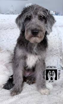 MacGuffin -  Poodle and Labrador Retriever Dog for Adoption in Omaha, Nebraska - MacGuffin | PetCurious