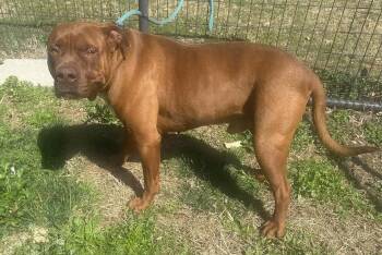 Boxer and American Staffordshire Terrier Dogs Available for Adoption - Dozer | PetCurious