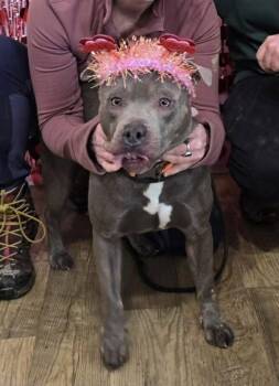 Pit Bull Terrier Dogs Available for Adoption - Dixie | PetCurious